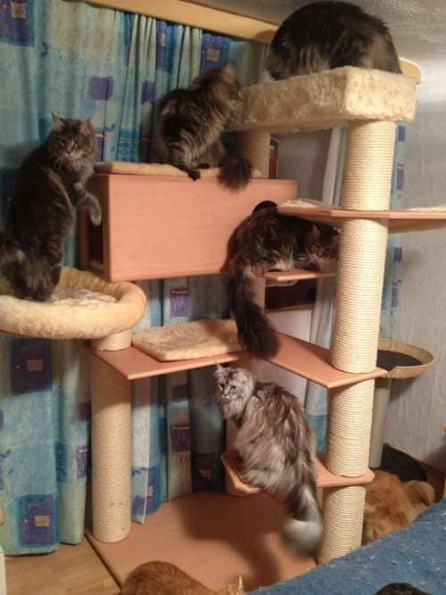 MisterMuli,Queeny,Alisha,Edona,Sammy,Jester,Kimmy,Muffin,LittleRuven,Messandro,Baby