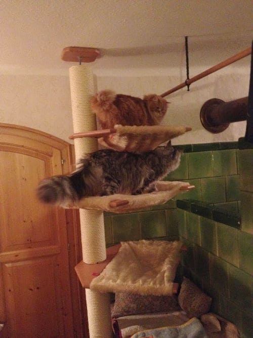 MisterMuli,Queeny,Alisha,Edona,Sammy,Jester,Kimmy,Muffin,LittleRuven,Messandro,Baby
