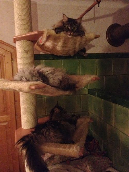 MisterMuli,Queeny,Alisha,Edona,Sammy,Jester,Kimmy,Muffin,LittleRuven,Messandro,Baby