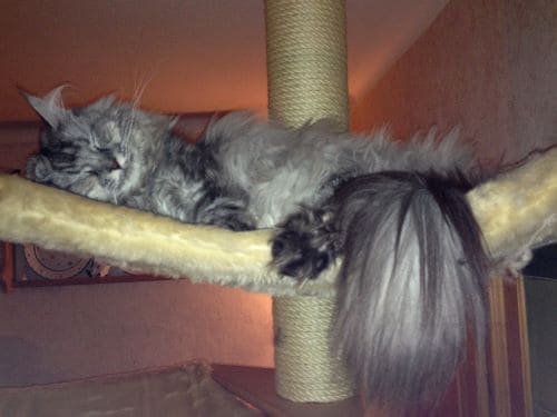 MisterMuli,Queeny,Alisha,Edona,Sammy,Jester,Kimmy,Muffin,LittleRuven,Messandro,Baby