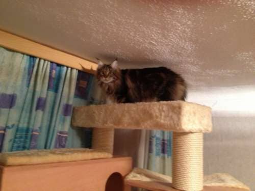 MisterMuli,Queeny,Alisha,Edona,Sammy,Jester,Kimmy,Muffin,LittleRuven,Messandro,Baby