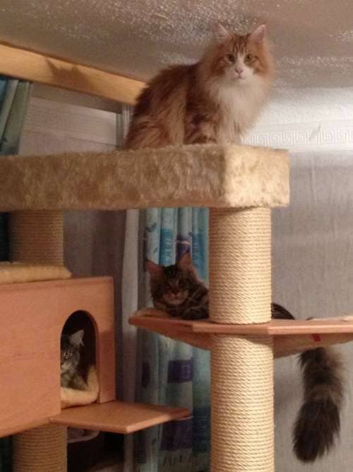 MisterMuli,Queeny,Alisha,Edona,Sammy,Jester,Kimmy,Muffin,LittleRuven,Messandro,Baby