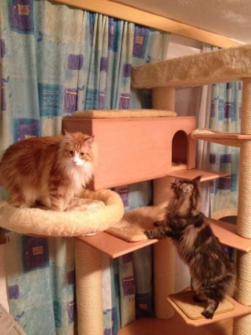 MisterMuli,Queeny,Alisha,Edona,Sammy,Jester,Kimmy,Muffin,LittleRuven,Messandro,Baby