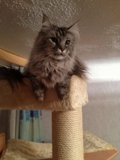 MisterMuli,Queeny,Alisha,Edona,Sammy,Jester,Kimmy,Muffin,LittleRuven,Messandro,Baby