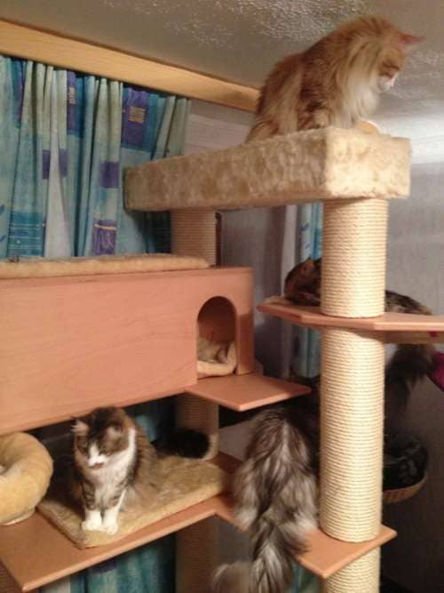 MisterMuli,Queeny,Alisha,Edona,Sammy,Jester,Kimmy,Muffin,LittleRuven,Messandro,Baby