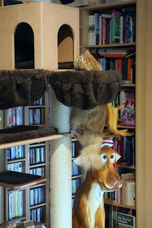 Gizmo Nugget Afro und Emily