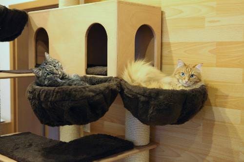 Gizmo Nugget Afro und Emily