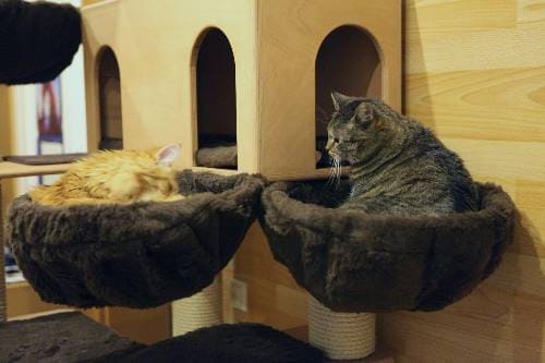Gizmo Nugget Afro und Emily