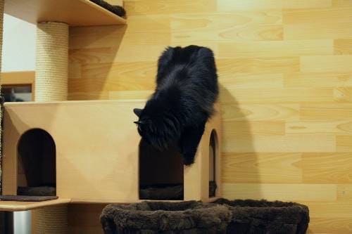 Gizmo Nugget Afro und Emily