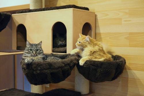 Gizmo Nugget Afro und Emily