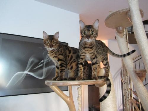 Jake und Joyce