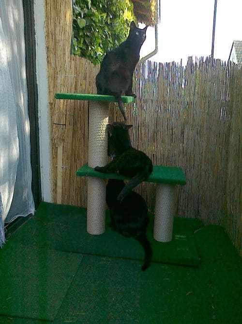 Puhbert, Angelo und Julio Jose