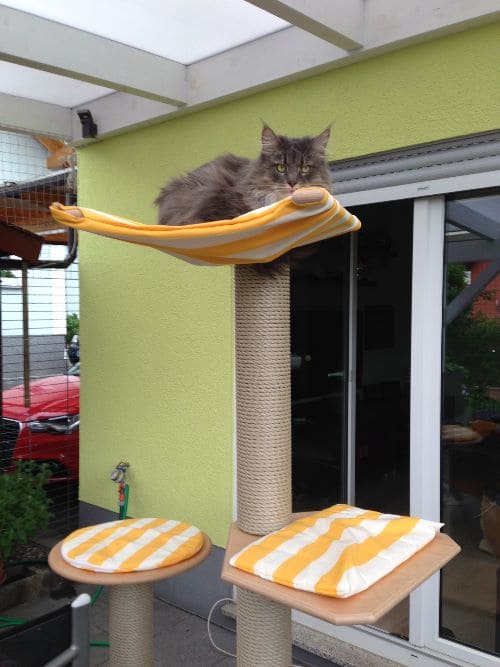 Tom, Jerry, Leon, Aimee und Cleo