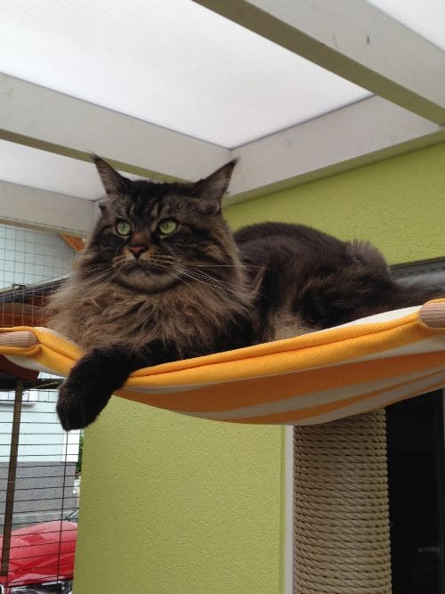 Tom, Jerry, Leon, Aimee und Cleo