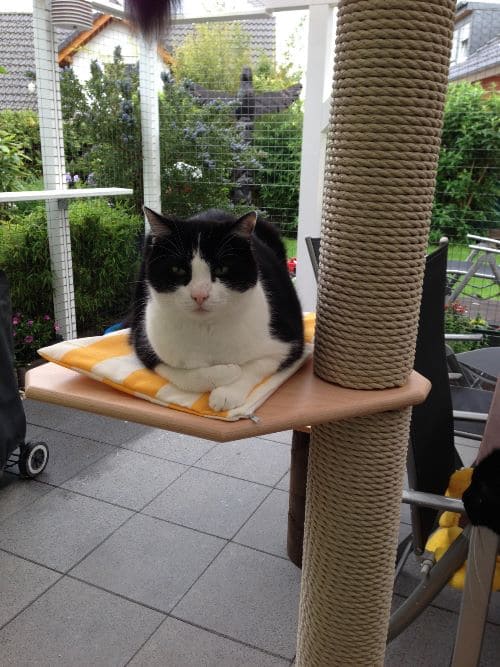 Tom, Jerry, Leon, Aimee und Cleo