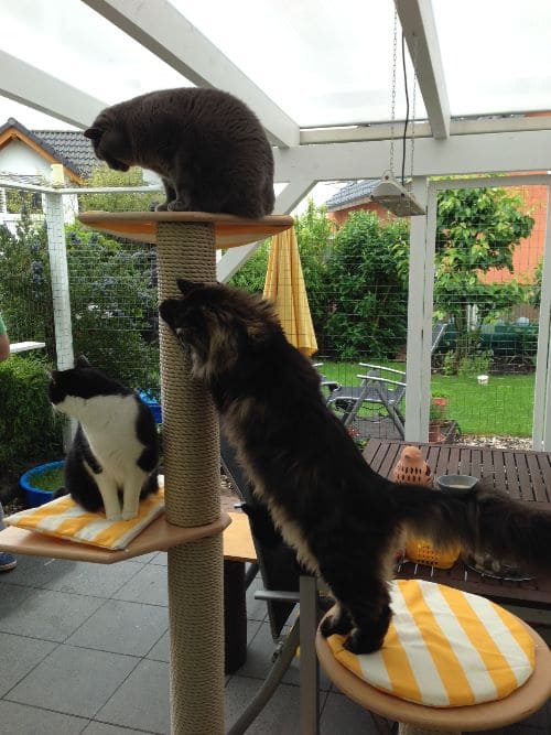 Tom, Jerry, Leon, Aimee und Cleo