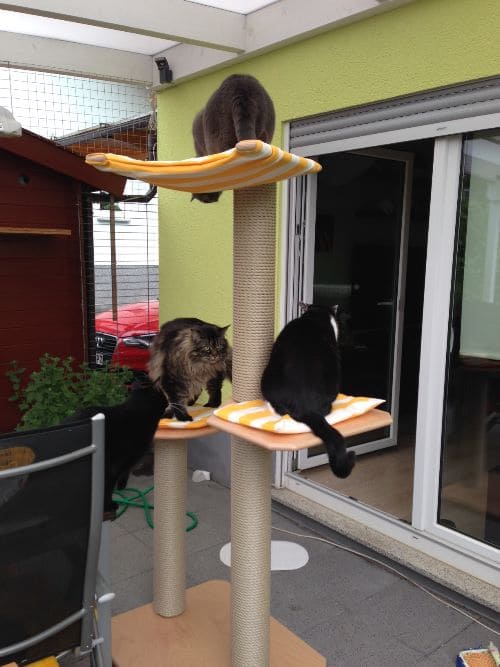 Tom, Jerry, Leon, Aimee und Cleo