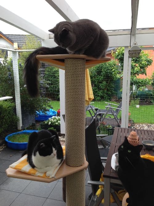 Tom, Jerry, Leon, Aimee und Cleo