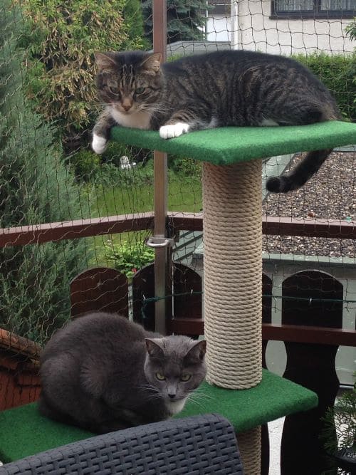 Shelly, Azrael und Janosch