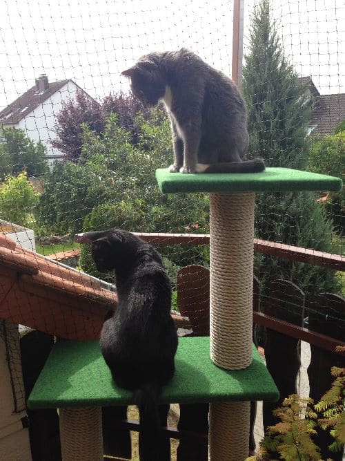 Shelly, Azrael und Janosch