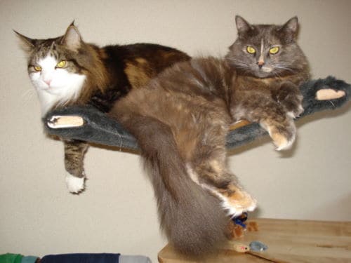 Maja und Max