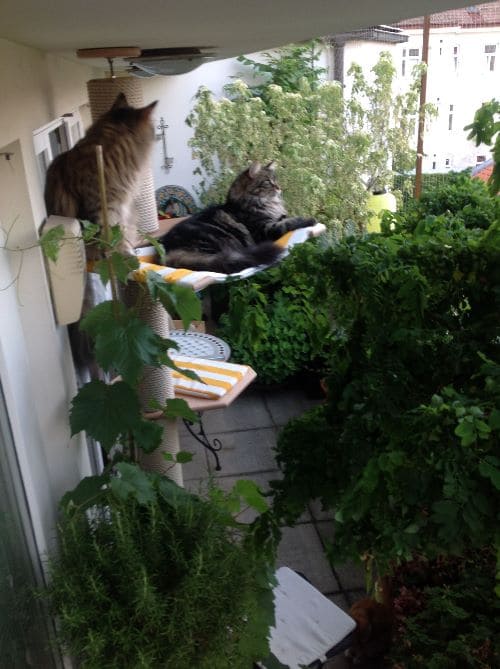 Simba, Nala und Emma