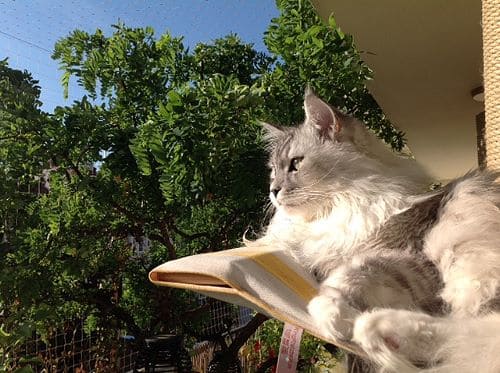 Simba, Nala und Emma