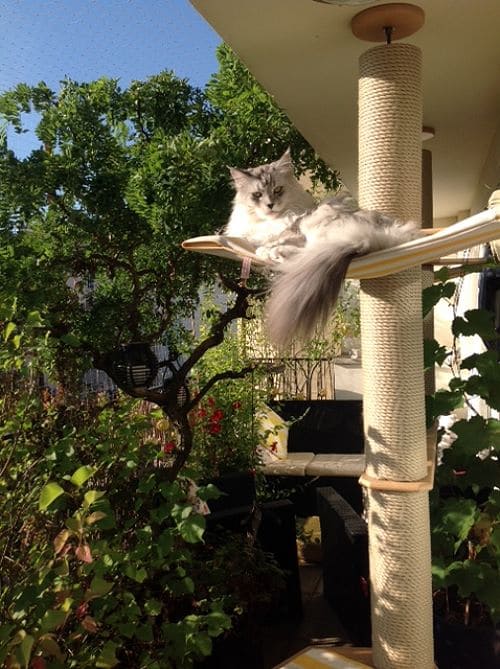 Simba, Nala und Emma