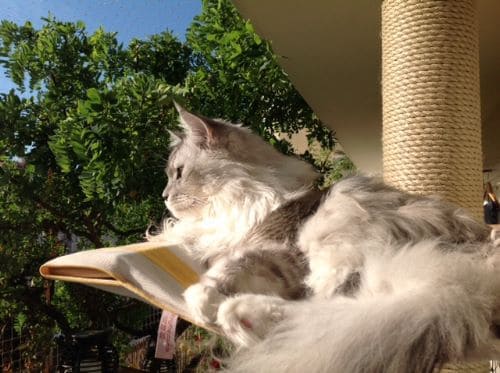 Simba, Nala und Emma