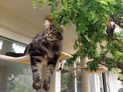 Simba, Nala und Emma