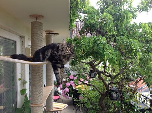 Simba, Nala und Emma