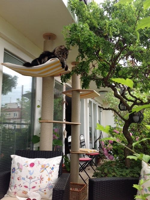 Simba, Nala und Emma