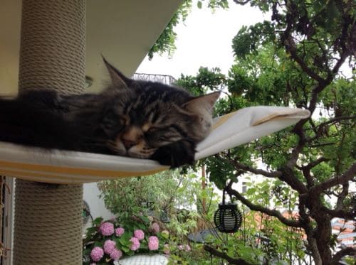 Simba, Nala und Emma