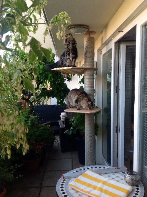 Simba, Nala und Emma