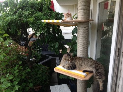 Simba, Nala und Emma