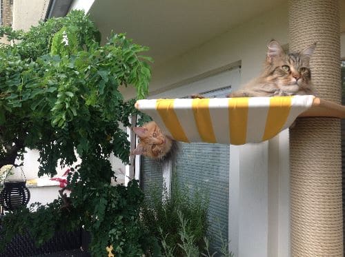 Simba, Nala und Emma