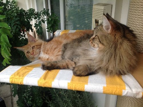 Simba, Nala und Emma