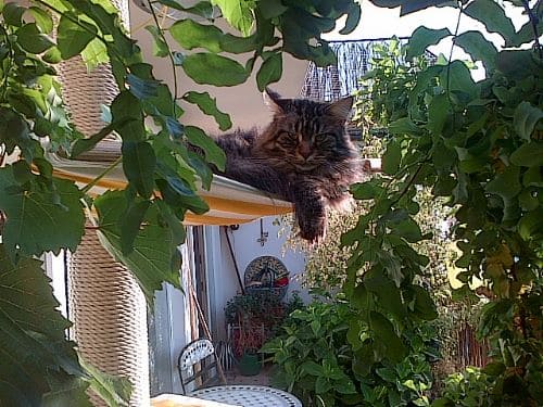 Simba, Nala und Emma