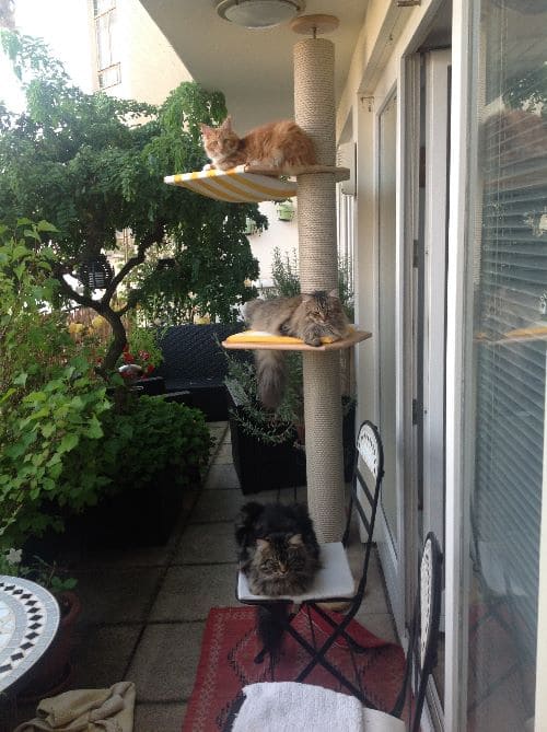 Simba, Nala und Emma