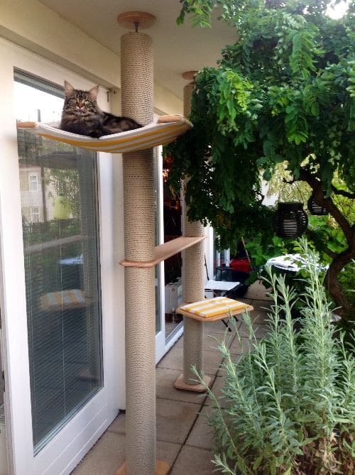 Simba, Nala und Emma