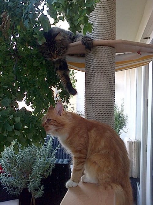 Simba, Nala und Emma