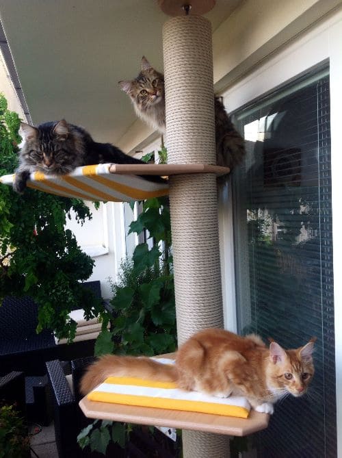 Simba, Nala und Emma