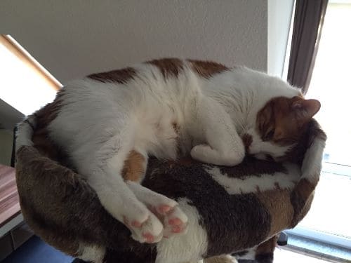 Kiku und Dewey