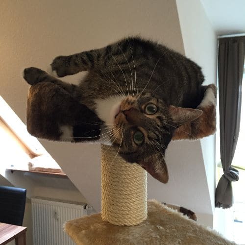 Kiku und Dewey