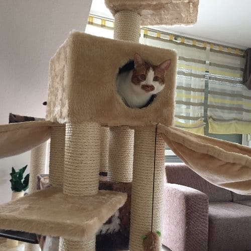 Kiku und Dewey