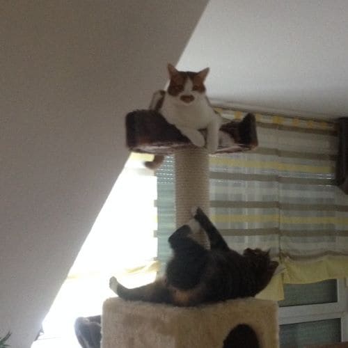 Kiku und Dewey