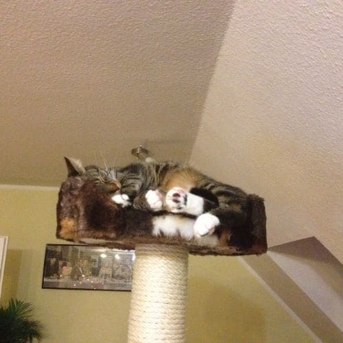 Kiku und Dewey