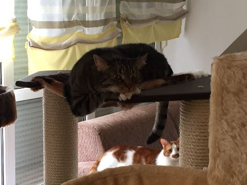 Kiku und Dewey