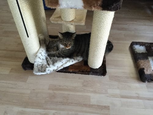 Kiku und Dewey