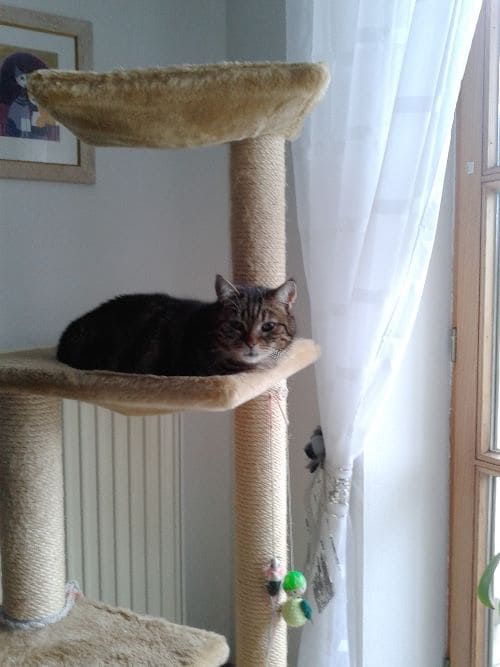 Arto
